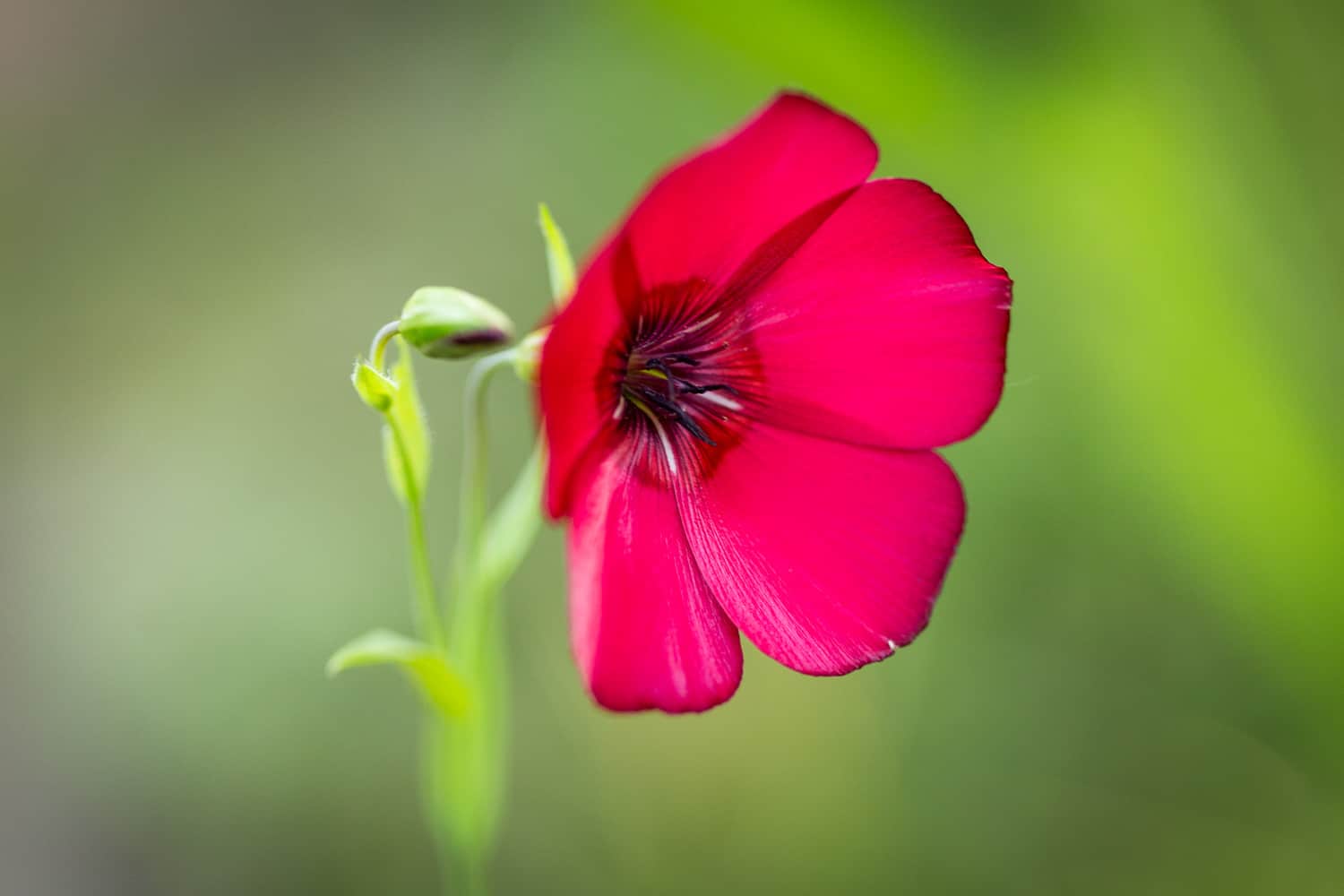 wildblumenwiese anlegen und pflegen