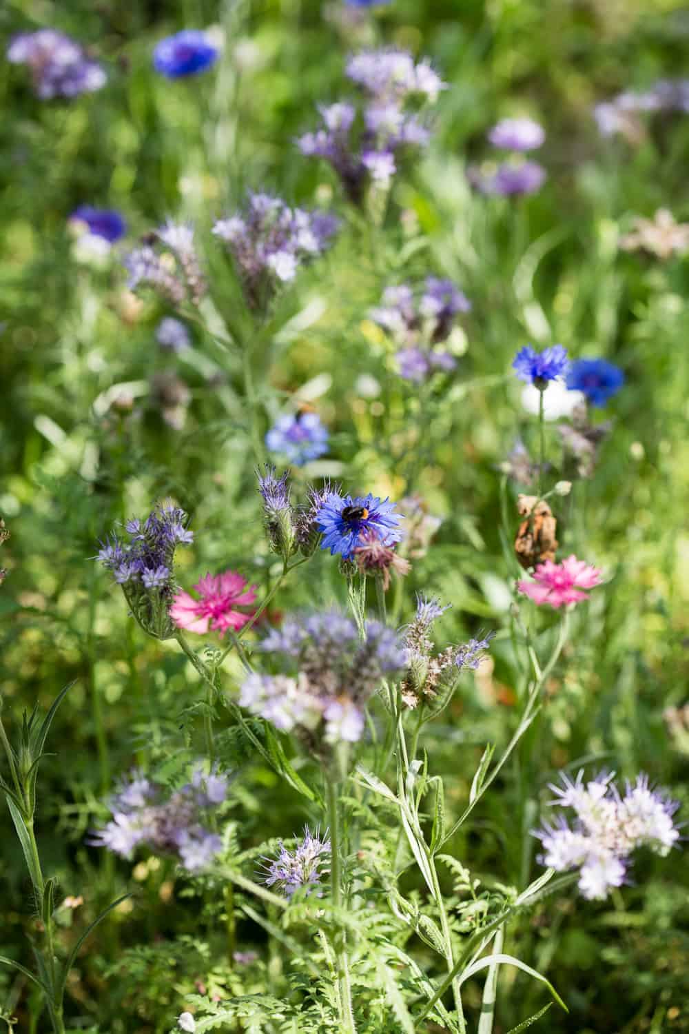 Wildblumenwiese Anlegen Und Pflegen