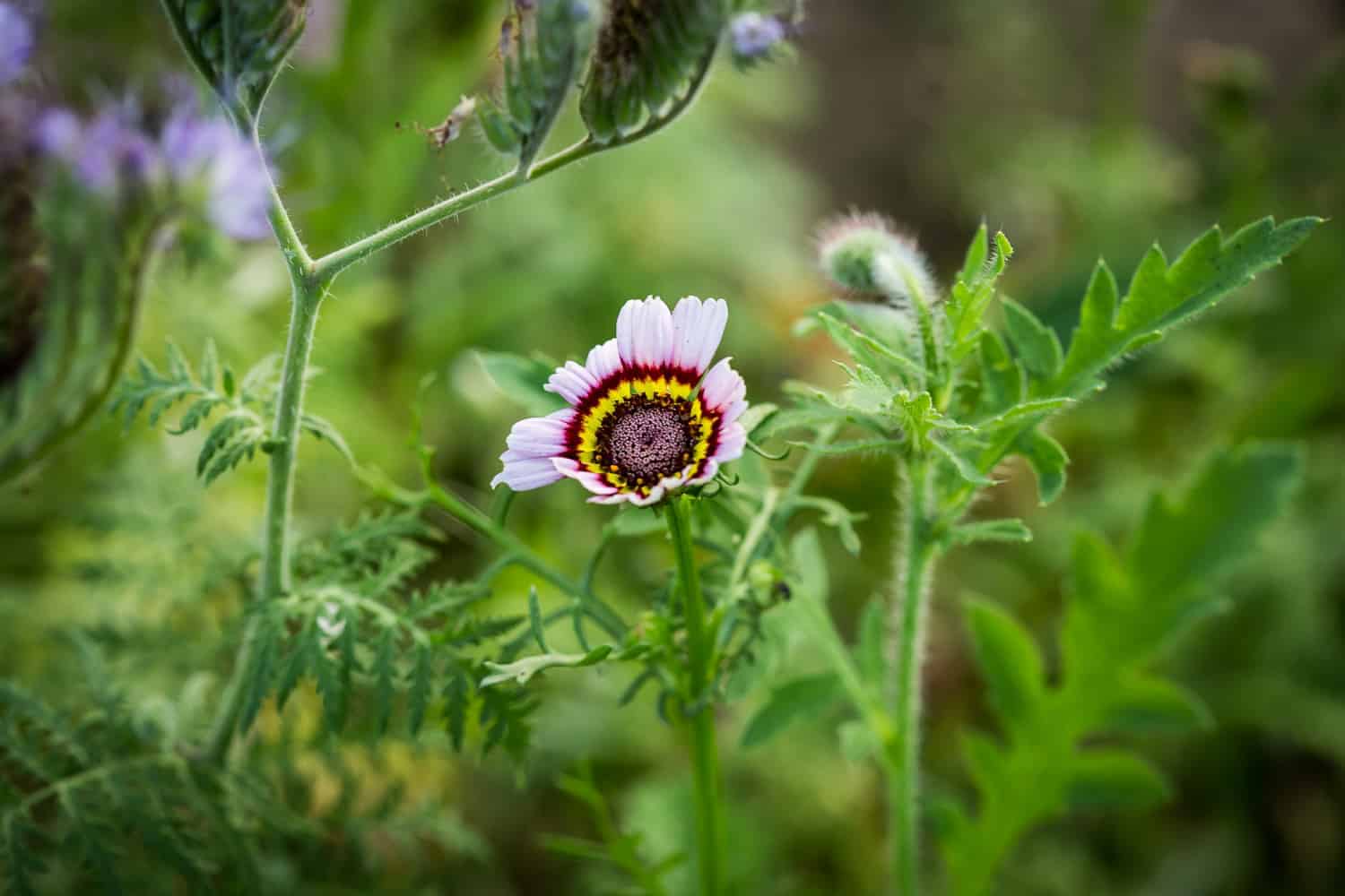 wildblumenwiese anlegen und pflegen