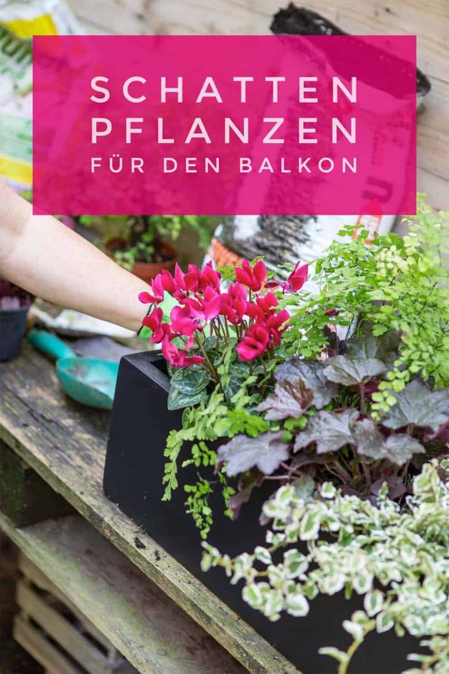 Schattenpflanzen für Balkonkästen
