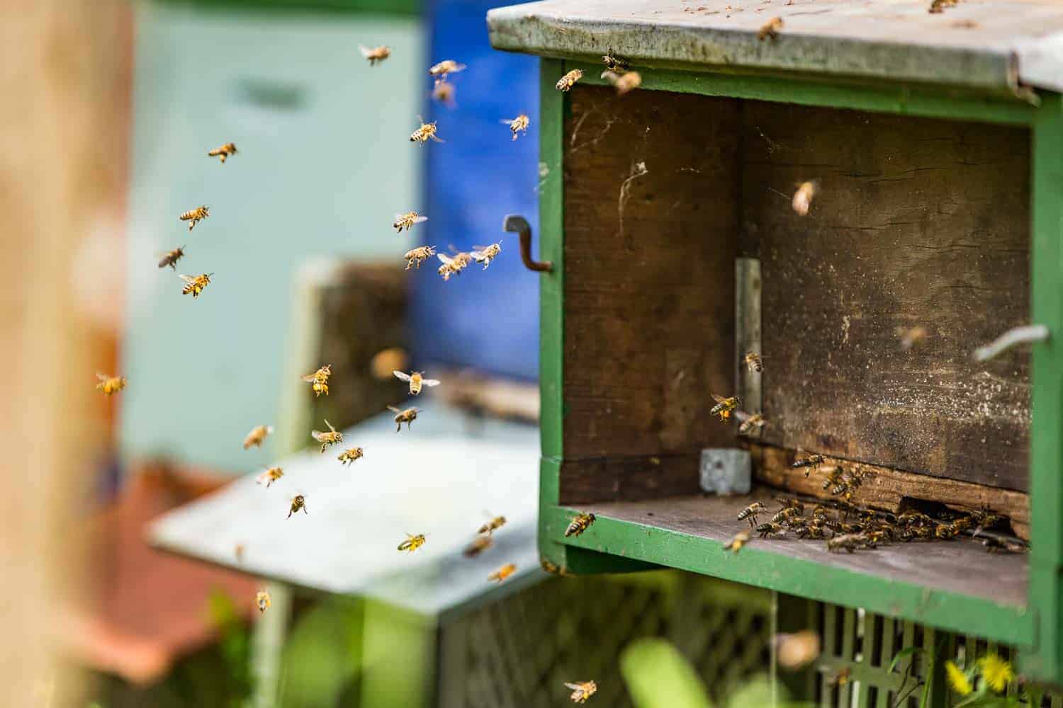 Bienensaison 2017