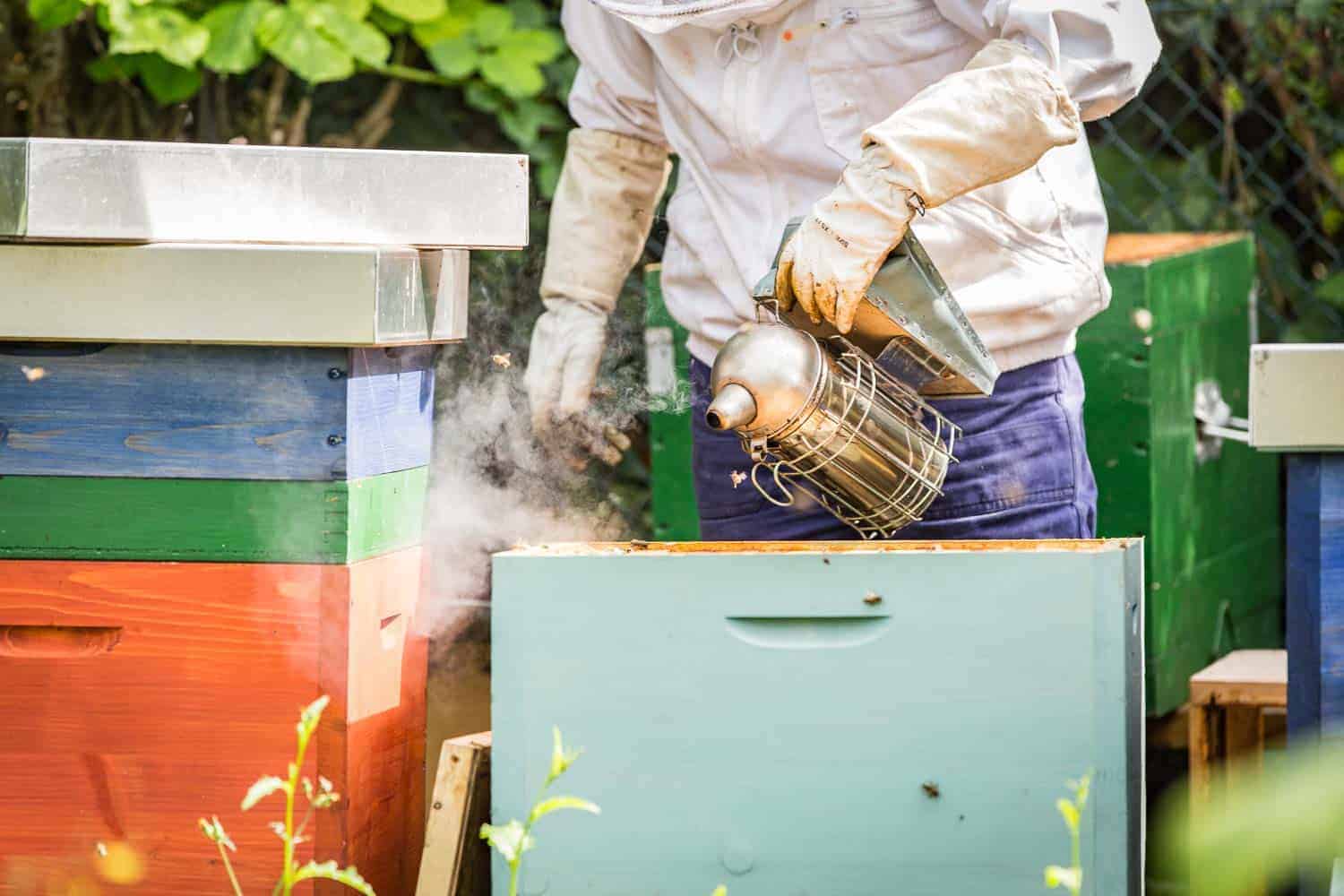 Bienensaison 2017 Smoker