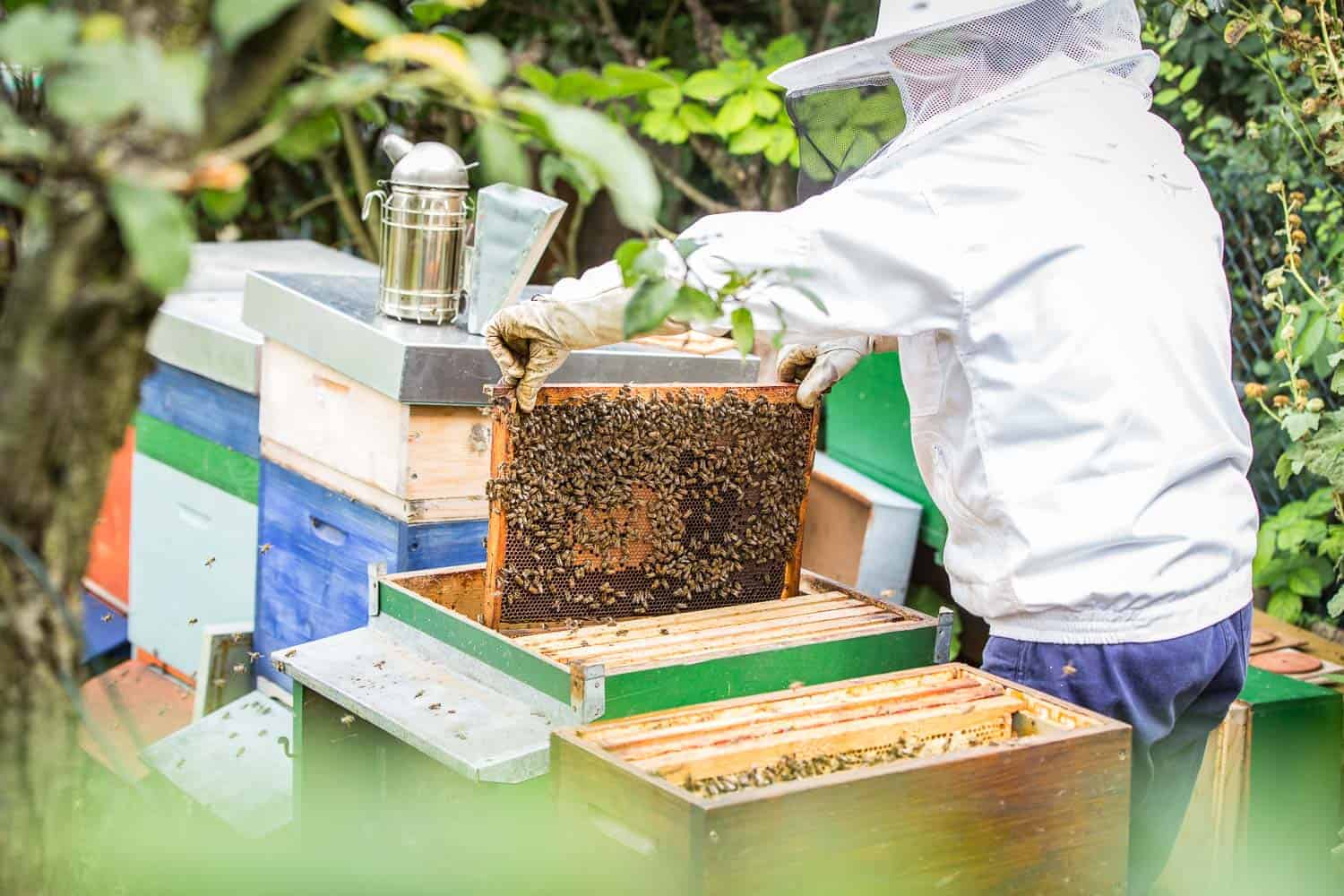 Bienensaison 2017 Kontrolle