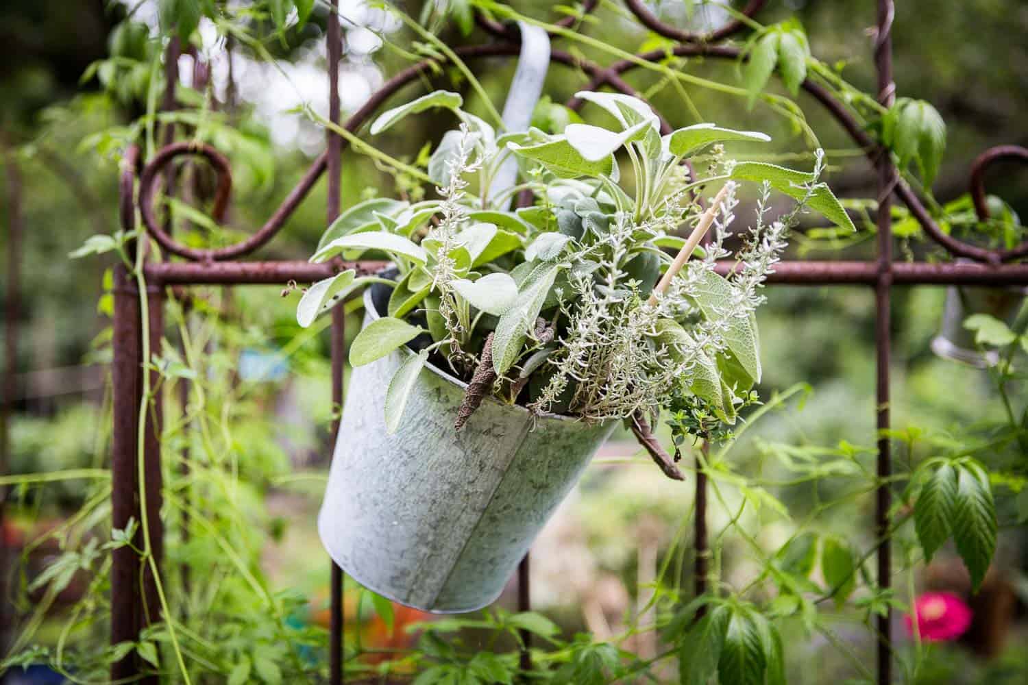 gewinnspiel tag des garten-1