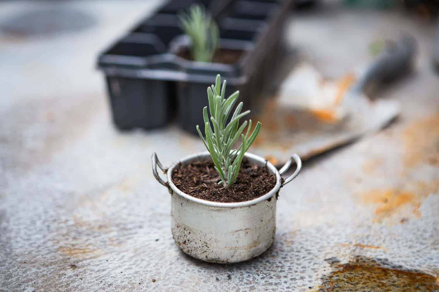 Lavendel pflegen schneiden pflanzen