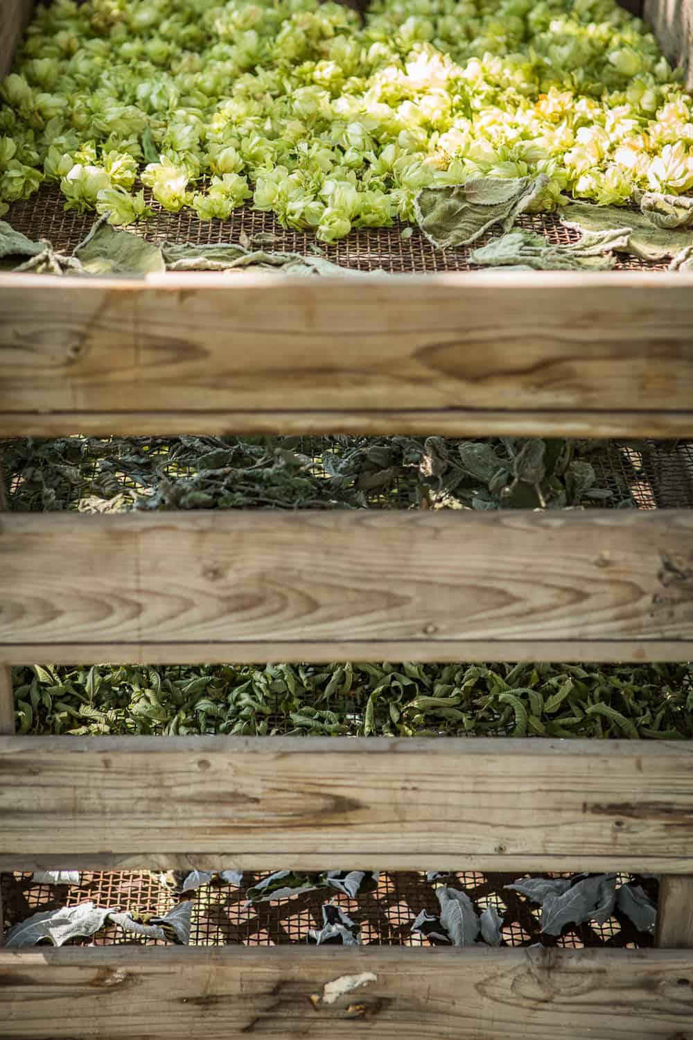 kräutertee selber machen - mit drei Rezepten zum selbst mischen