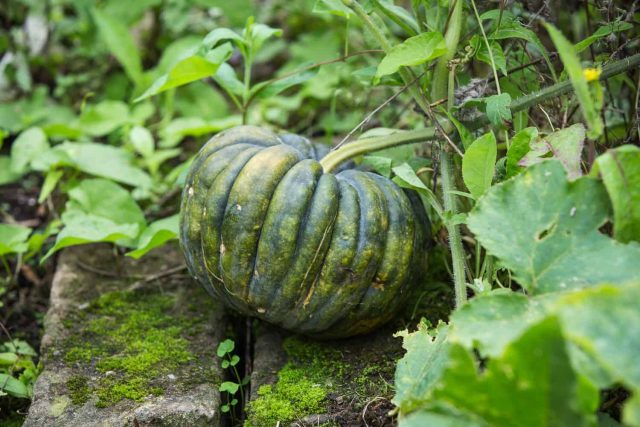Kürbis im Garten anbauen Pflanzen, Pflegen, Ernten und Lagern