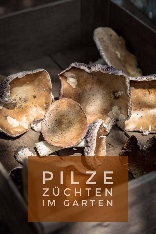 Essbare Pilze im Garten züchten so legt man ein PilzBeet an