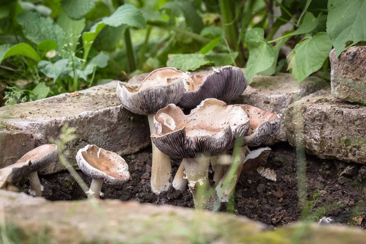 Essbare Pilze im Garten züchten