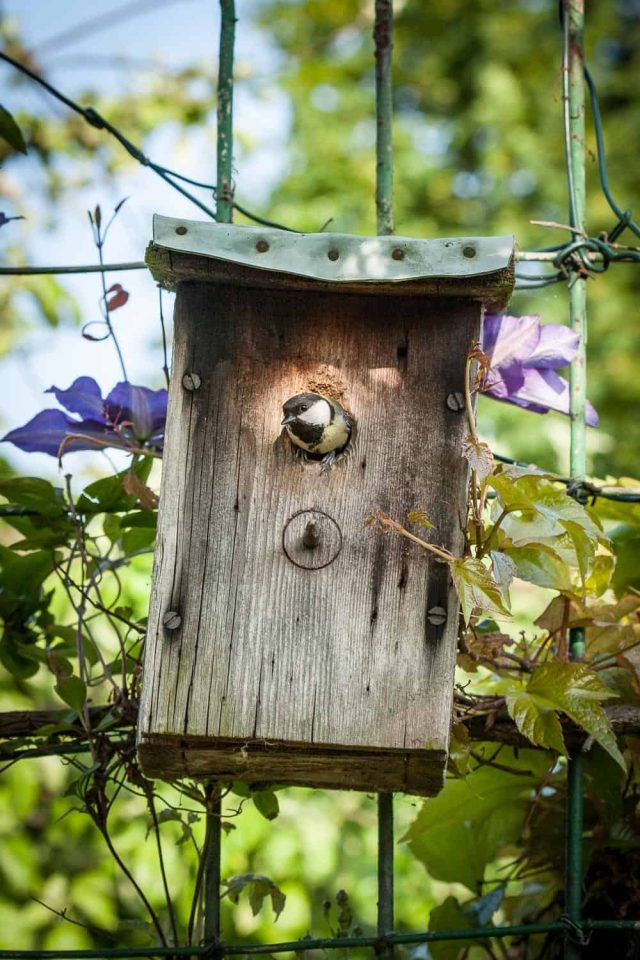 Schnecken im Garten - Vögel als Nützlinge