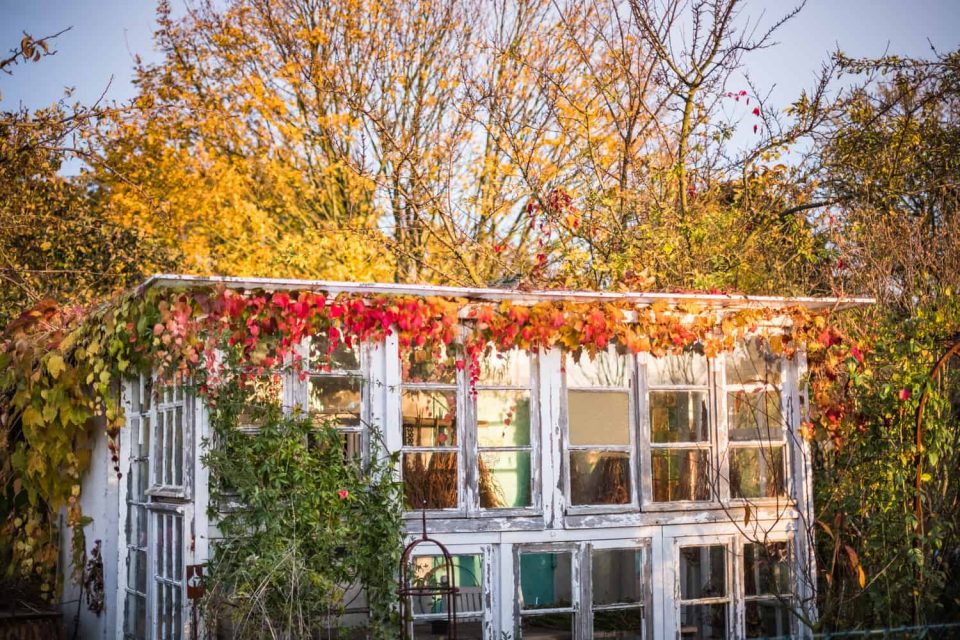 Gewächshaus aus alten Fenstern in der Herbstsonne