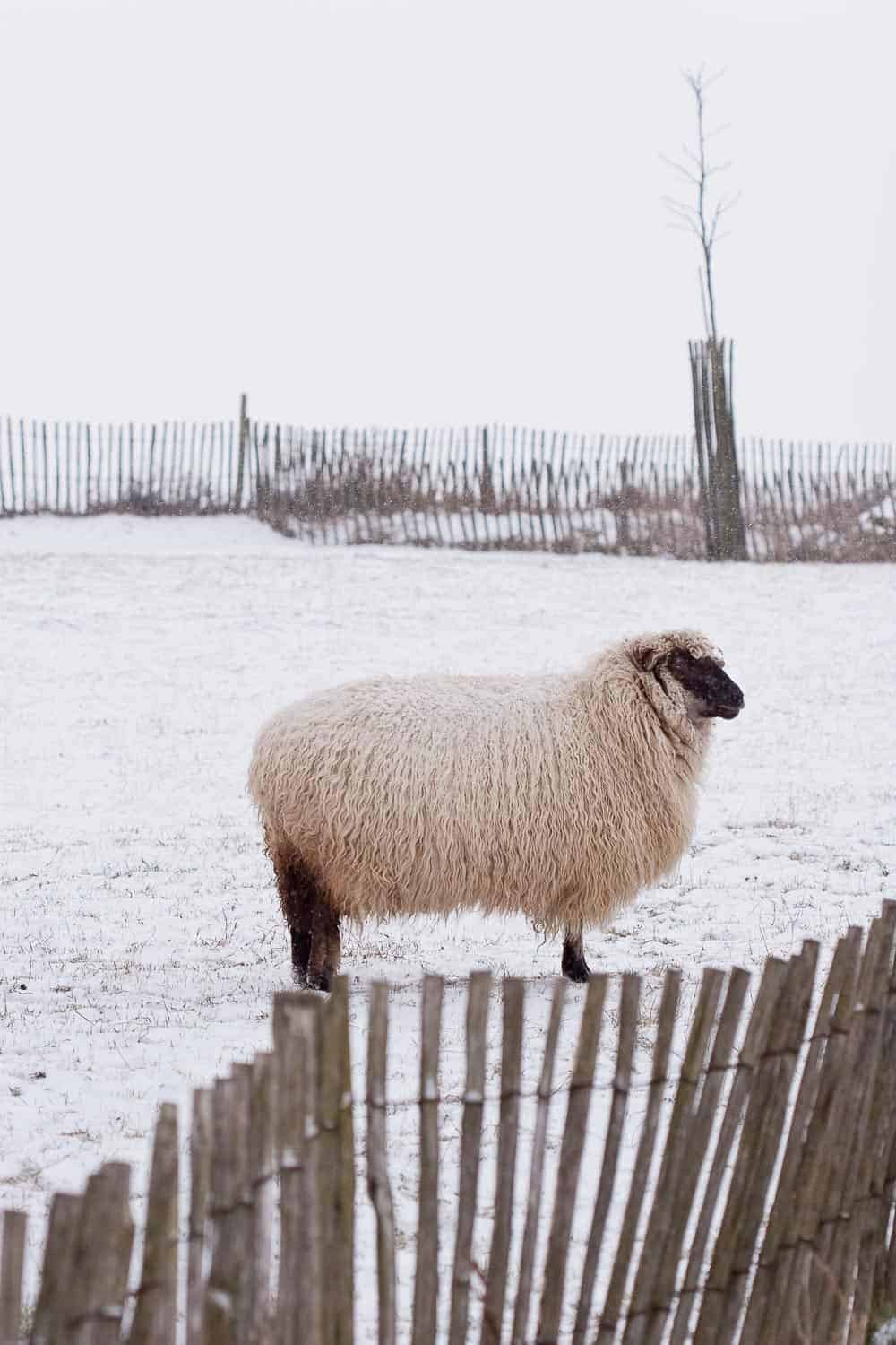 garten winterfest machen