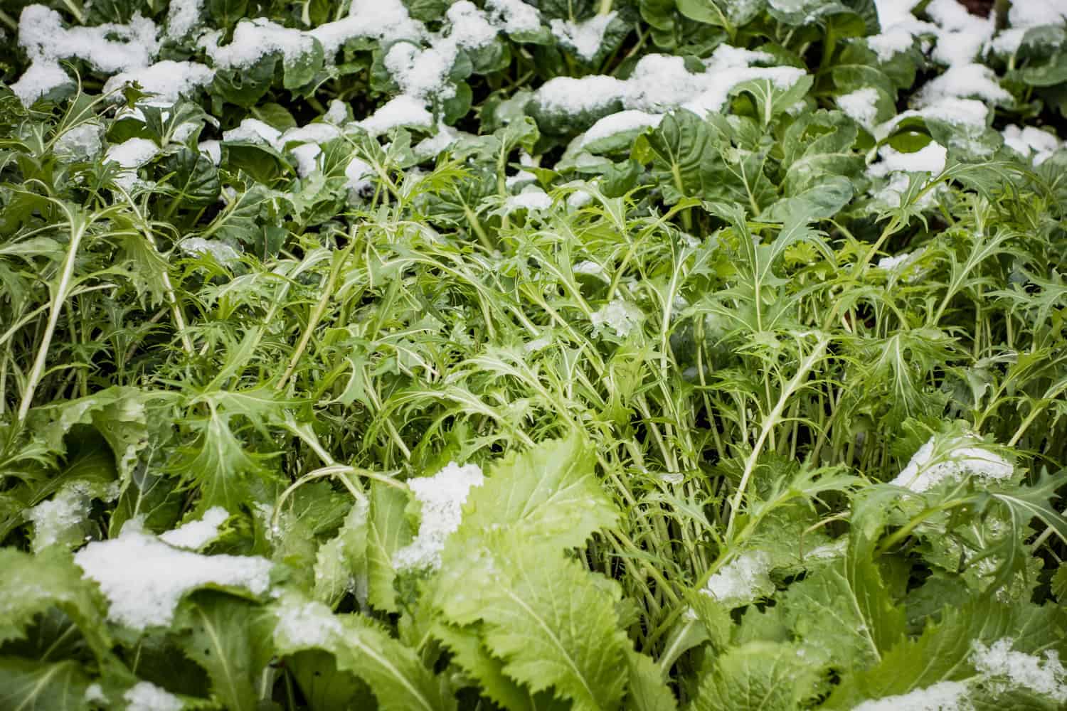Gartenjahr im Rückblick Wintersalat