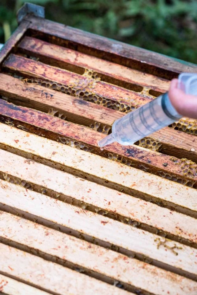 Im Dezember werden meine Bienen noch einmal gegen Varroamilben behandelt. Die Varroabehandlung im Winter ist wichtig, damit die Völker die kalte Jahreszeit möglichst befallsfrei überstehen.
