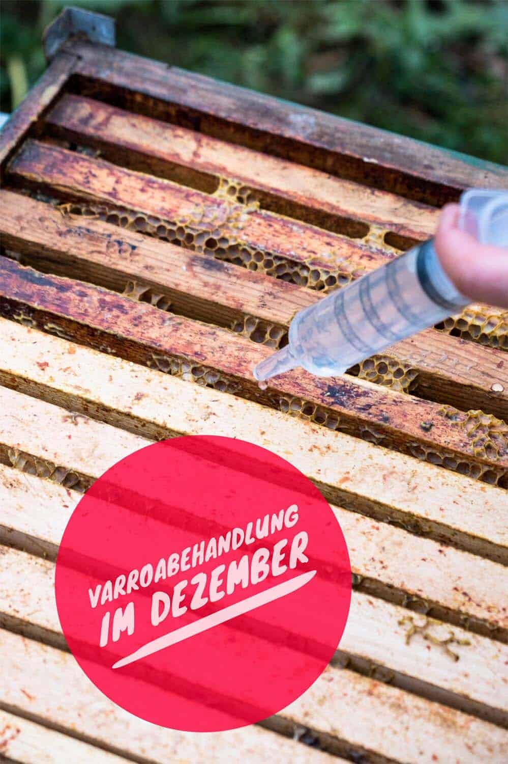 Im Dezember werden meine Bienen noch einmal gegen Varroamilben behandelt. Die Varroabehandlung im Winter ist wichtig, damit die Völker die kalte Jahreszeit möglichst befallsfrei überstehen.