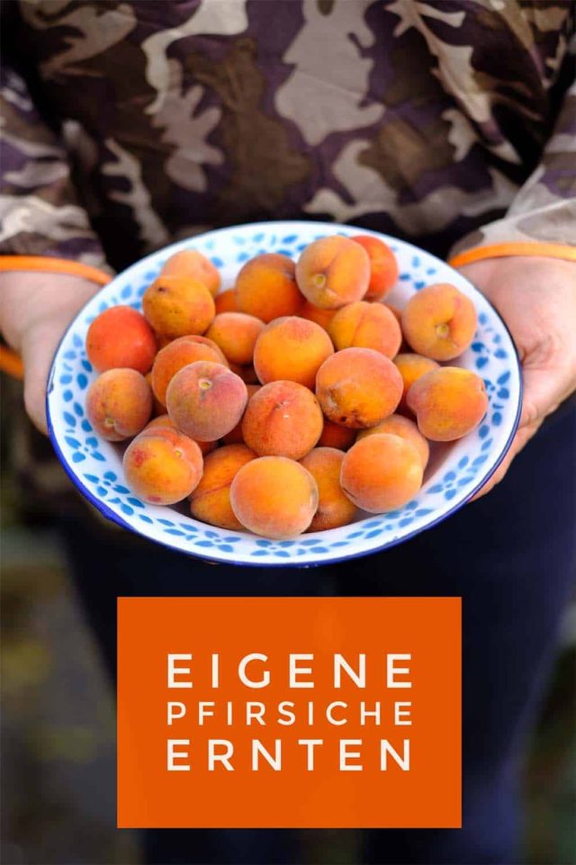 Pfirsiche aus dem eigenen Garten - Anbau, Pflege, Ernten Pfirsiche aus dem eigenen Garten - Anbau, Pflege, Ernten