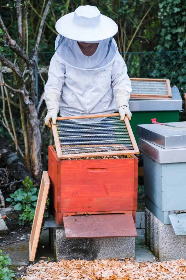 Honigraum aufsetzen Absperrgitter einlegen