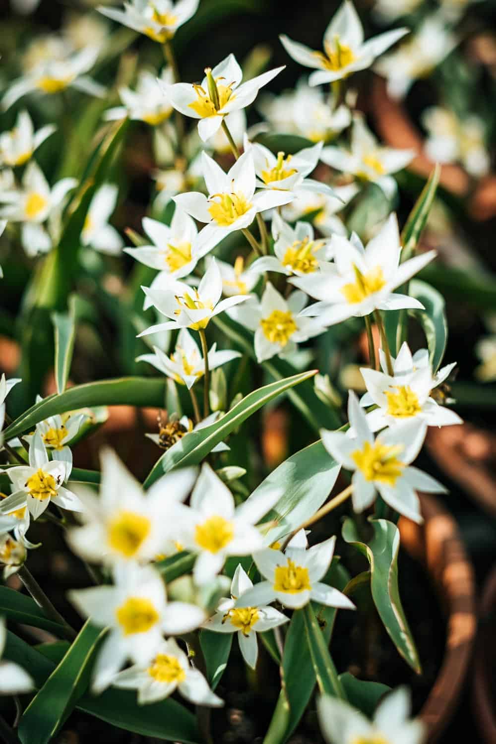 Tulpenroute Flevoland - Hannekes Pluktuin