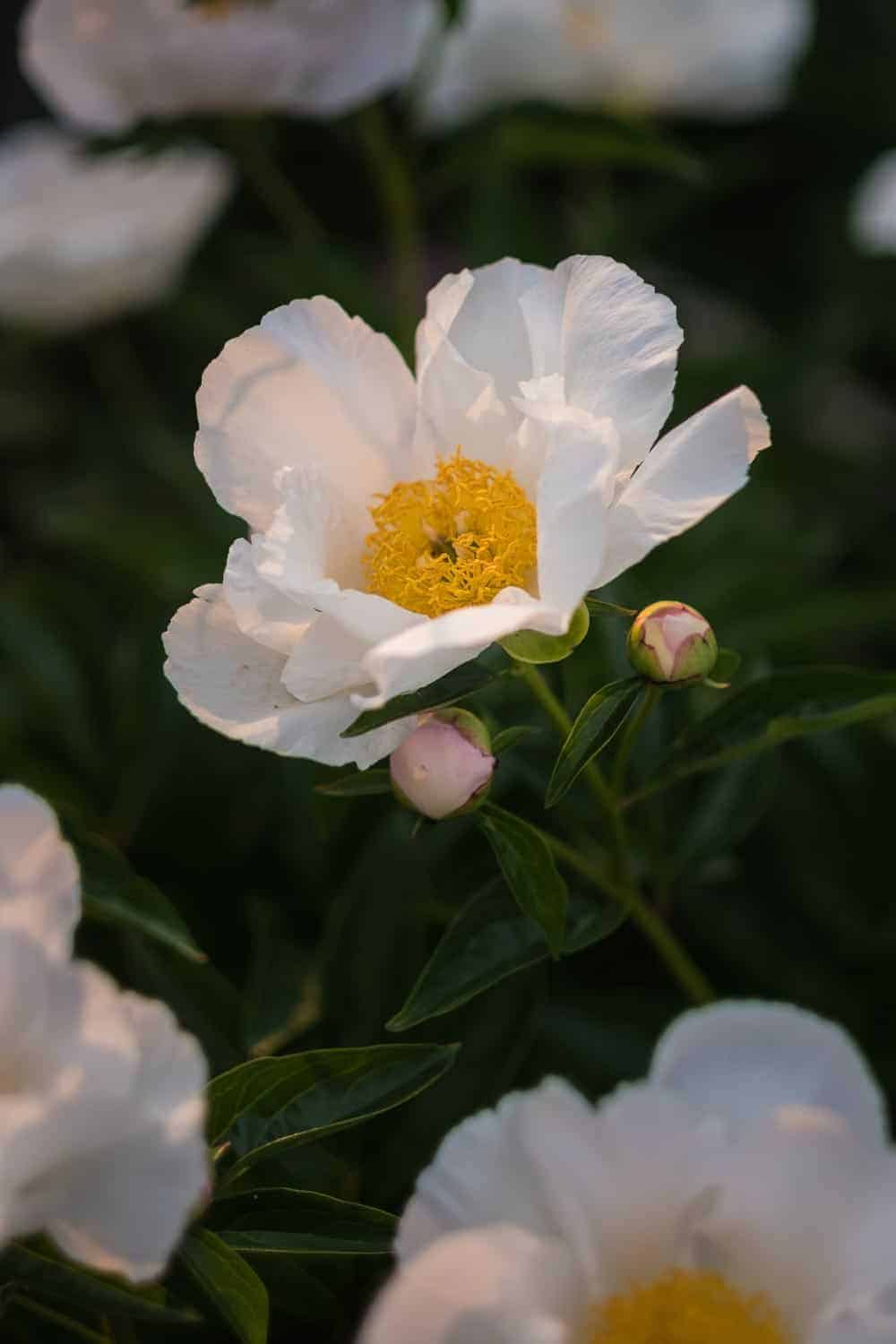 Chelsea Flower Show 2018 Päonien mein Garten