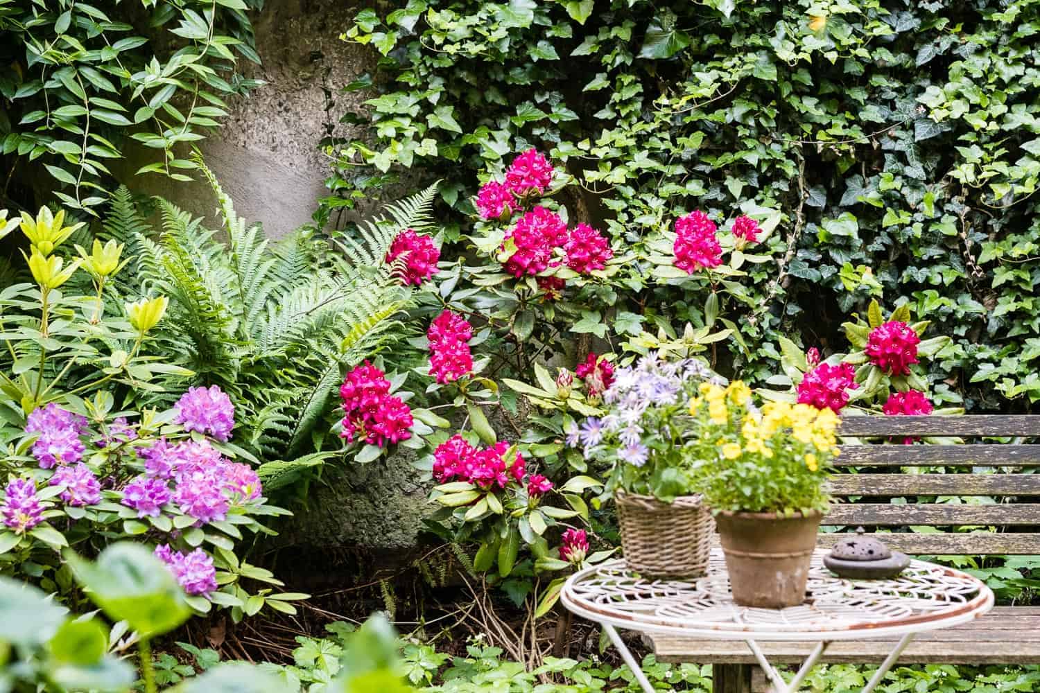 Rhododendren lieben Schatten