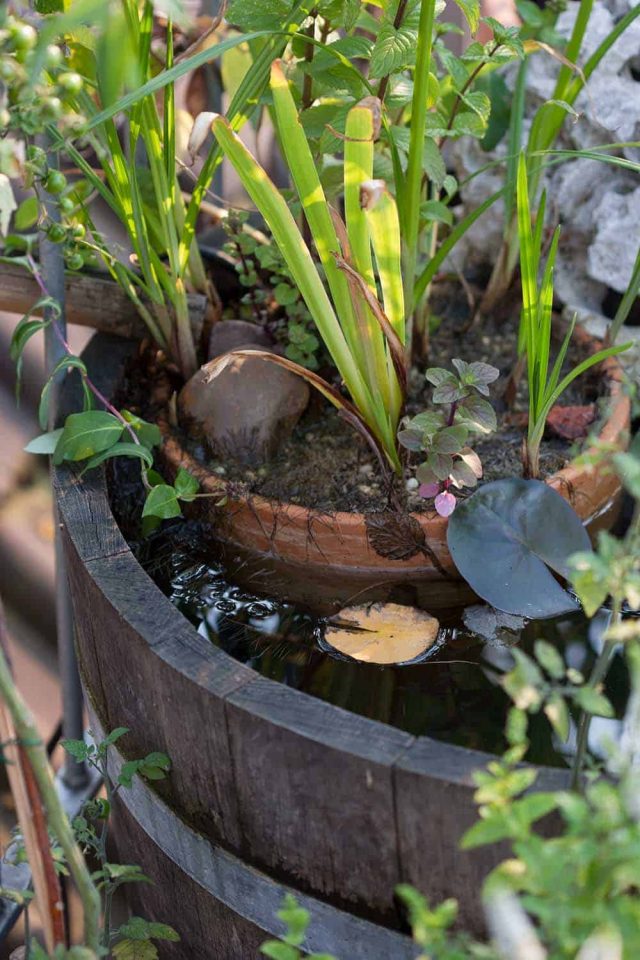 Mini-teich anlegen für die Terrasse