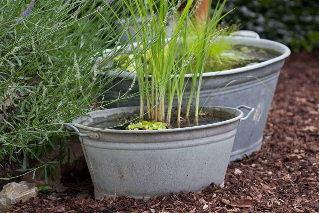 MIniteich anlegen für die Terrasse mit Pflanztipps