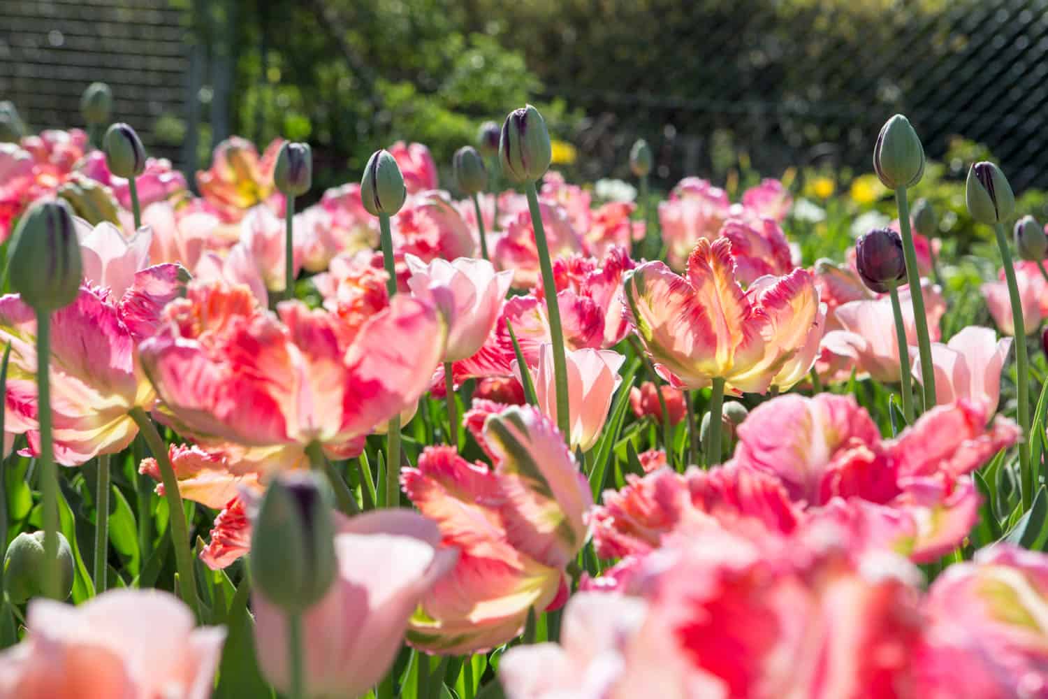 tulpen-2 Beet mit rosa Papageientulpen