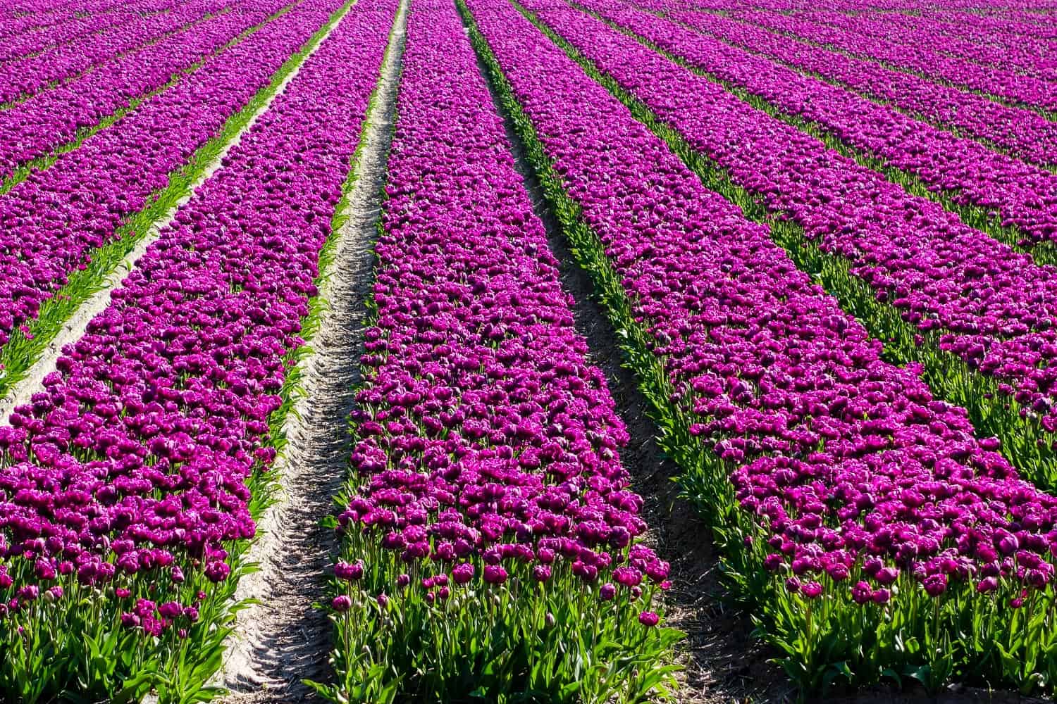 verblühte Tulpen schneiden-1 Tulpenfeld Holland lila