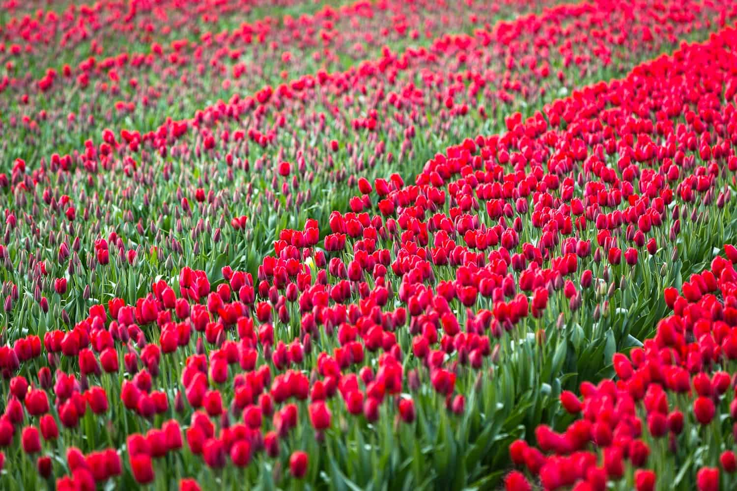 verblühte Tulpen schneiden-2 Tulpenfeld Holland rot