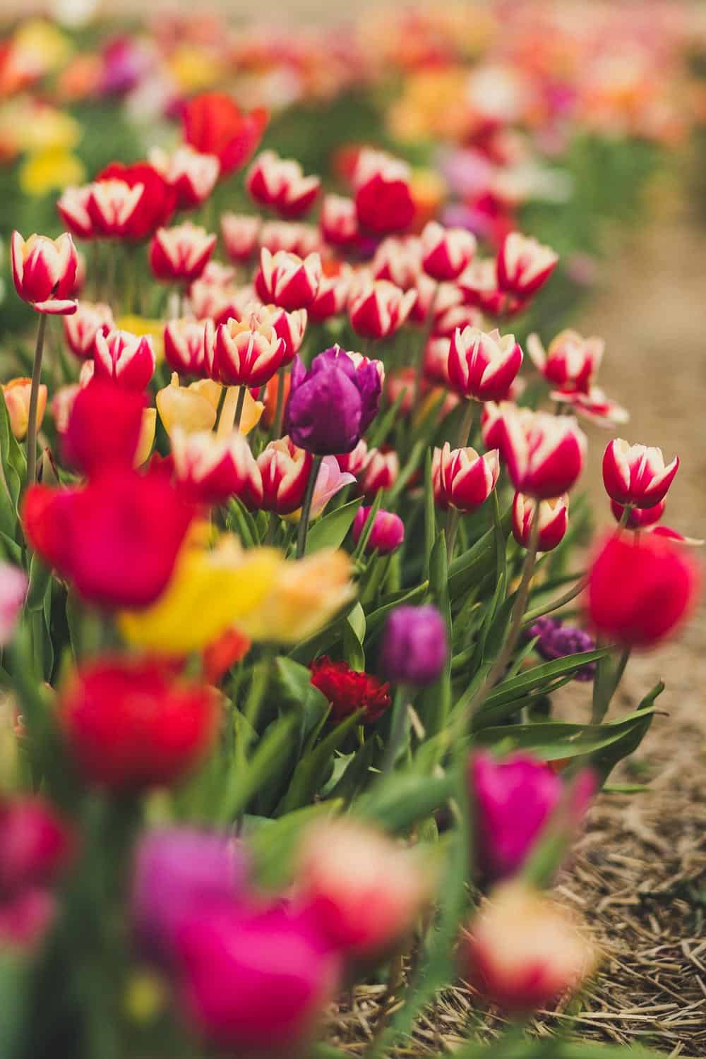 verblühte Tulpen schneiden-4 buntes Tulpenfeld