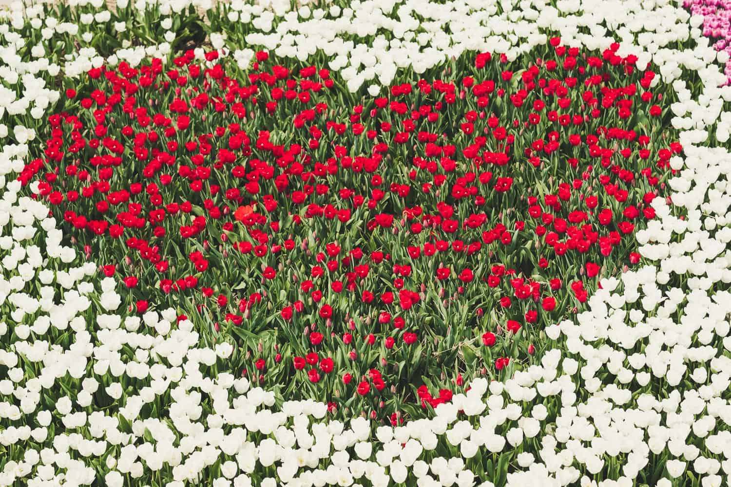 verblühte Tulpen schneiden-6 Tulpenherz rot und weiß
