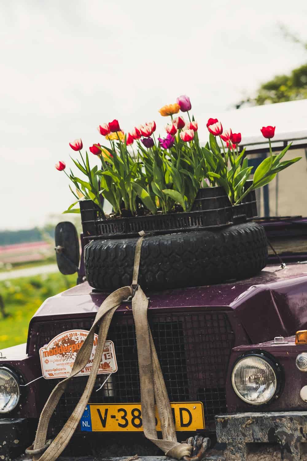 verblühte Tulpen schneiden-8 Jeep mit Tulpen auf Autohaube