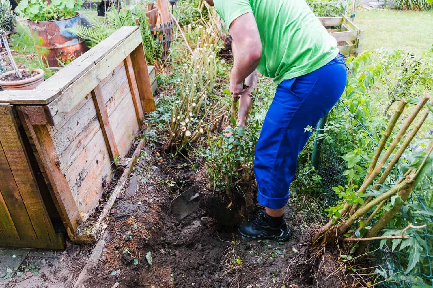 Hecke ausgraben ran an den Spaten
