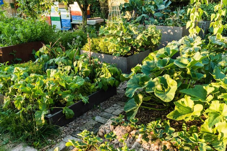 Anbauplanung für den Gemüsegarten Der kleine