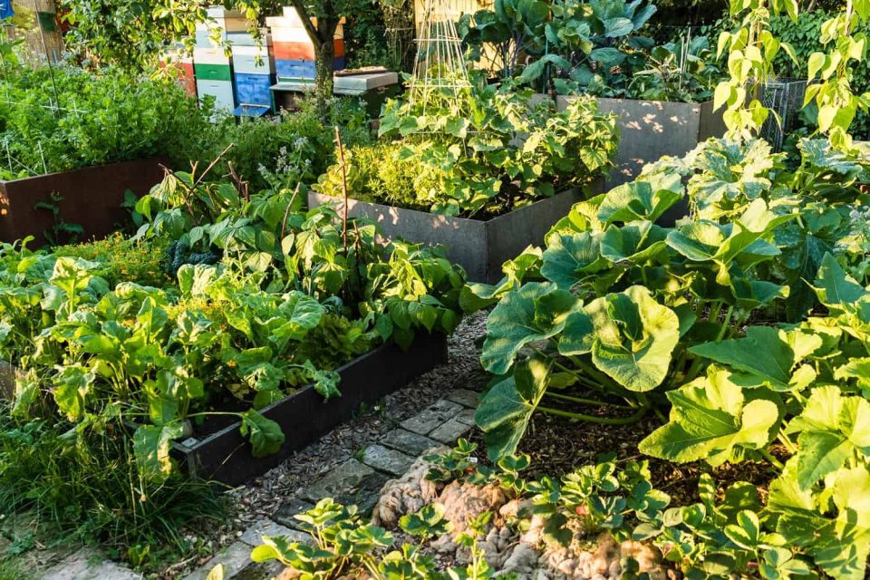 Anbauplanung für den Gemüsegarten Der kleine