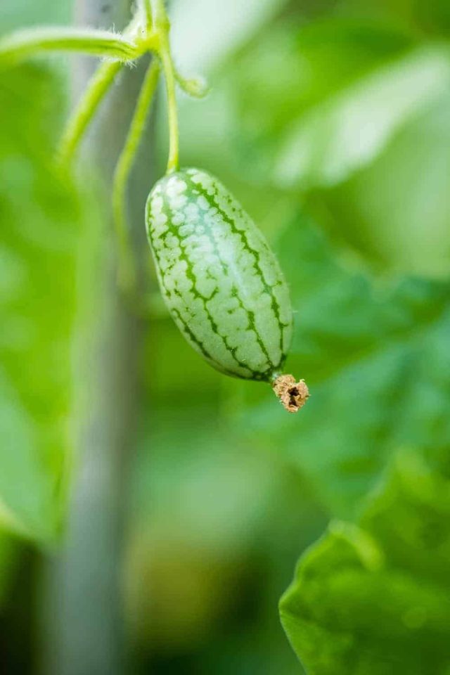 Die mexikanische Minigurke hat kleine gelbe Blüten und Früchte die an kleine Wassermelonen erinnern