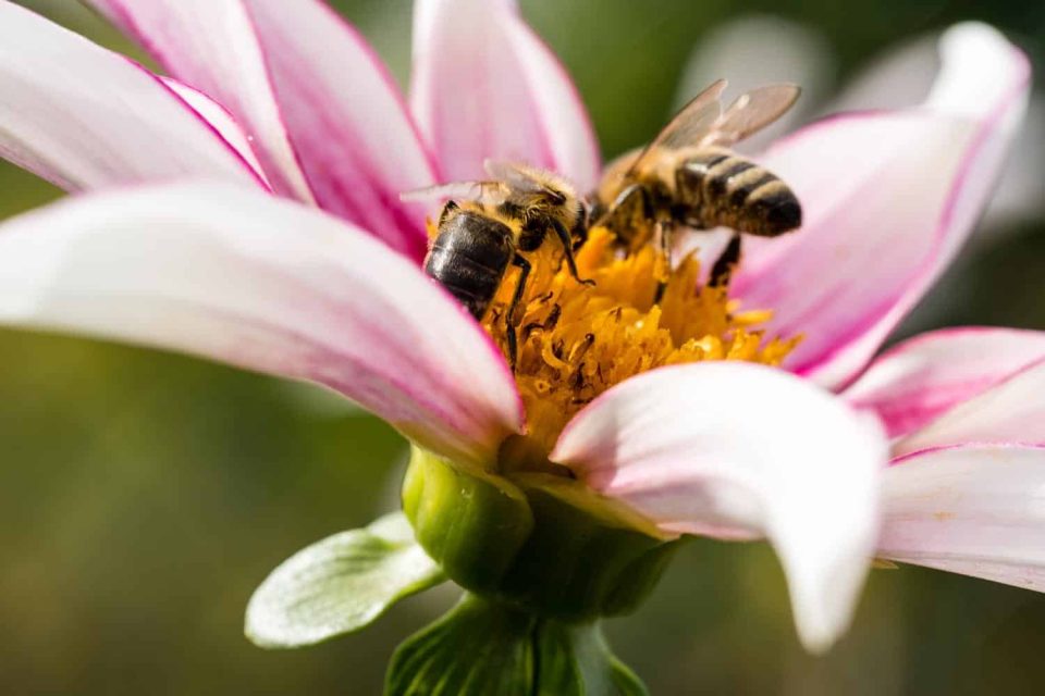 ungefüllte Dahlienblüte mit Bienen die Nektar sammeln