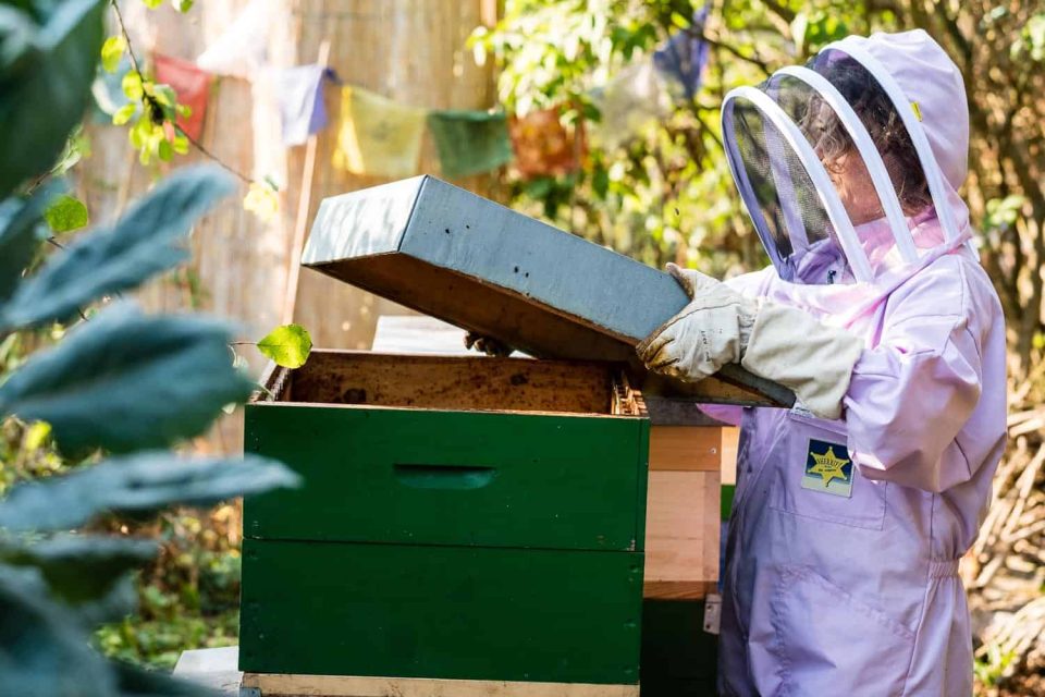 Bienen mit Honig einfüttern - in diesem Jahr haben meine Bienen so fleißig gesammelt, dass ich sie zum Teil mit eigenem Honig über den Winter bringen kann.