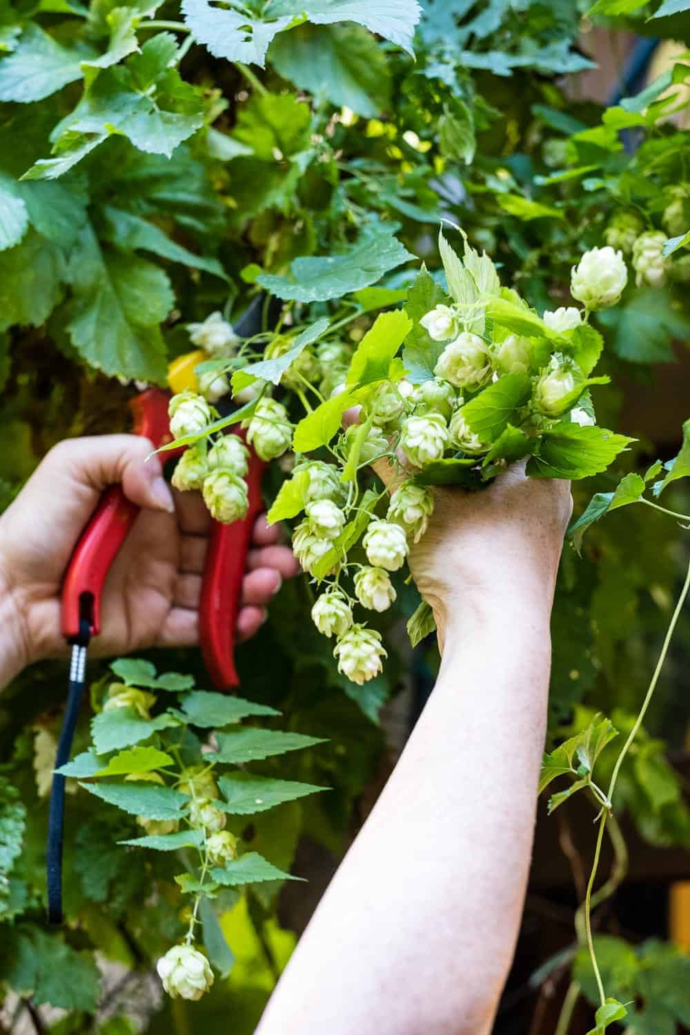Eigenes (Craft) Bier brauen ist ganz einfach Alles was man dafür braucht, sind die richtigen Zutaten und etwas Zeit. Eine kleine Anleitung zum Bier brauen.