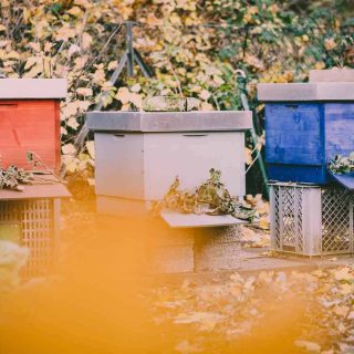 Sind Bienen im Kleingarten erlaubt? Welche geseztlichen Regelungen gibt es? Wie geht man damit um, wenn der Nachbar etwas gegen die Bienenhaltung hat?