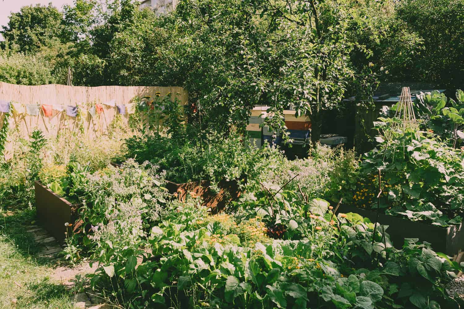 Bienen Im Kleingarten Probleme Mit Dem Nachbarn