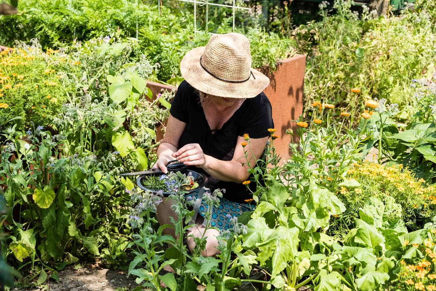 Anbauplanung für den Gemüsegarten Der kleine