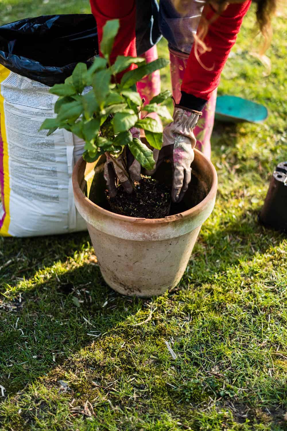 Teepflanze etwas tiefer setzten als im vorherigen Topf. Das schützt vor Frostschäden.