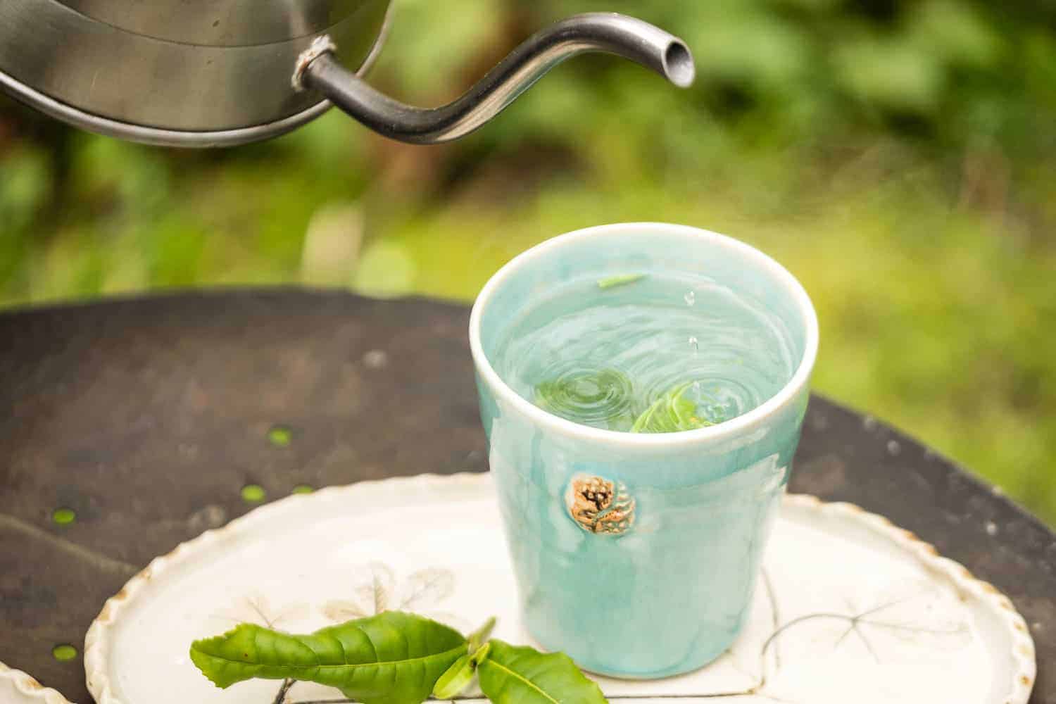 Die frischen Teeblätter der Camelia sinensis werdenmit heißem Wasser übergossen.