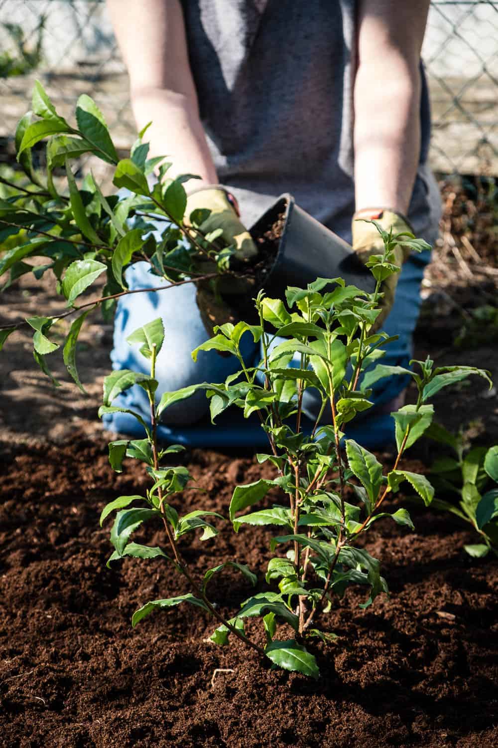 Die Teepflanzen werden mit 50 Zentimeter Abstand in das Moorbeet gepflanzt.