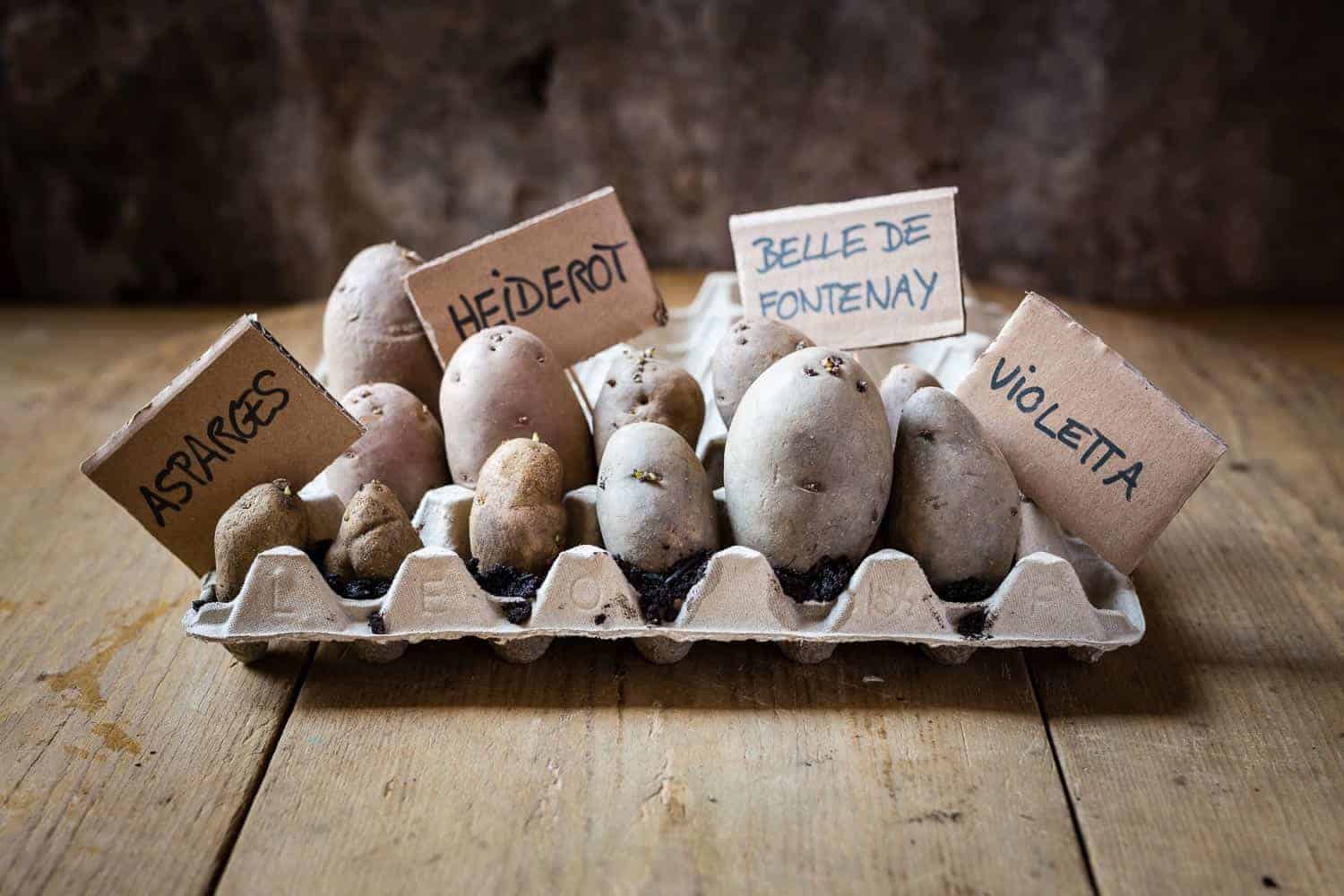 Jetzt Kartoffeln vortreiben – für eine frühe Ernte