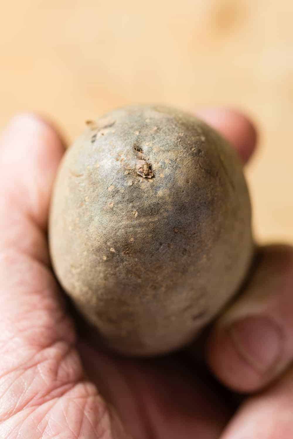 das Ende an dem die Kartoffel mit der Mutterpflanze verbunden war zeigt nach unten