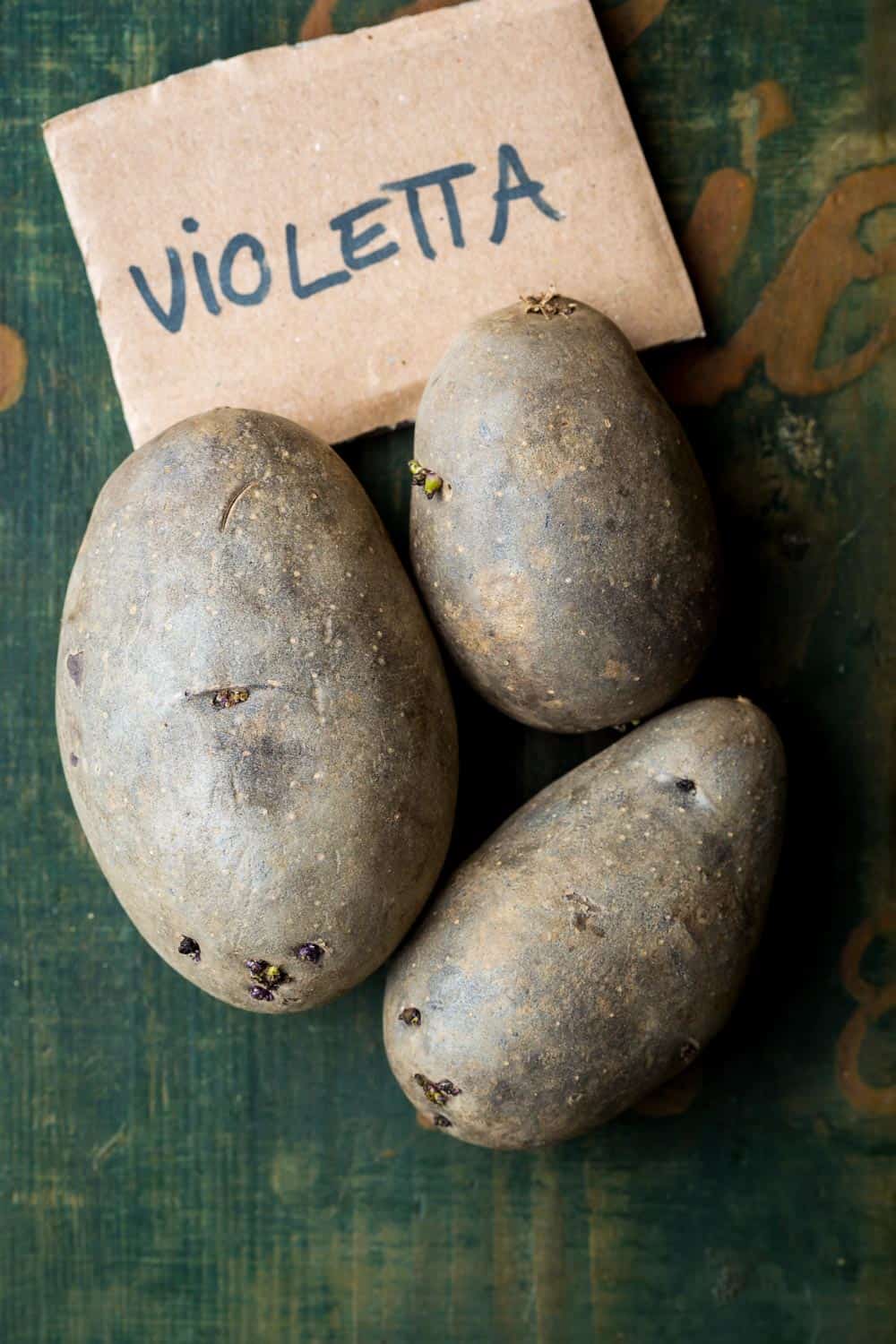 die mittelfrühe Violetta, ehemals Blaue Elise genannt, ist eine ertragreiche Neuzüchtung mit lila Fleisch. Sie hat einen angenehmen und kräftigen Kartoffelgeschmack, ist geeignet als Salz-, Pell-, Bratkartoffel oder bunter Kartoffelsalat.