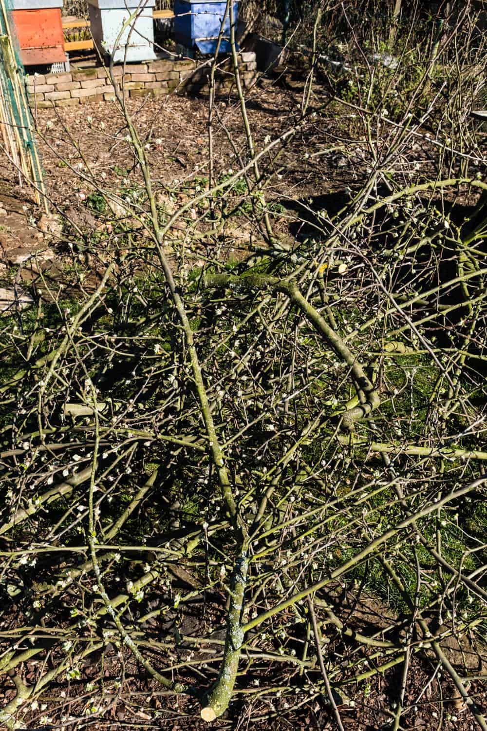 Erste Schicht: grobe Äste und Strauchschnitt