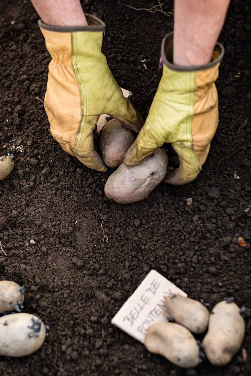 Dritter Schritt: eine mindestens 10 Zentimeter dicke Erdschicht, darauf kommen die Kartoffeln